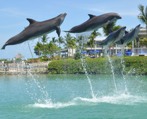 Hawks Cay Resort - Dolphins