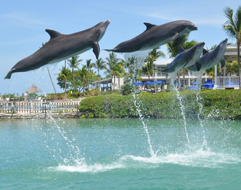 Hawks Cay Resort - Dolphins