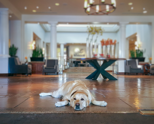 Fairmont Scottsdale Princess - Dog Laying Down in Lobby Entrance Fairmont Scottsdale Princess - Dog Laying Down in Lobby Entrance