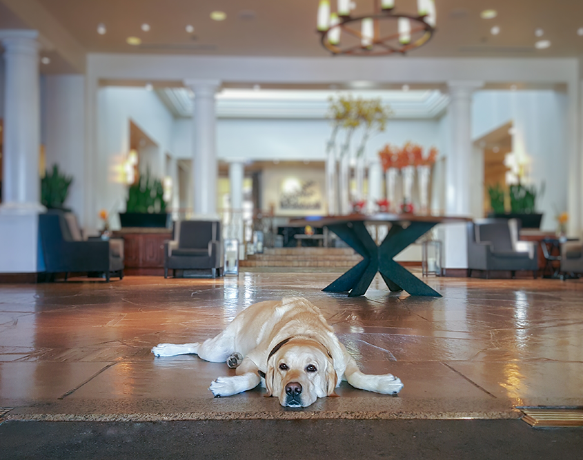 Fairmont Scottsdale Princess - Dog Laying Down in Lobby Entrance Fairmont Scottsdale Princess - Dog Laying Down in Lobby Entrance