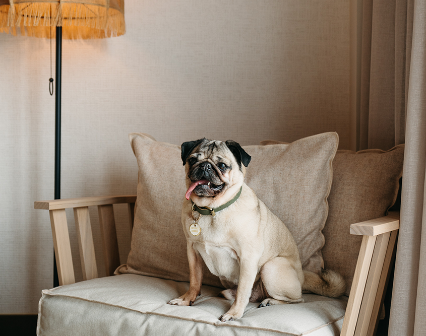 1 Hotel Nashville - Doug The Pug