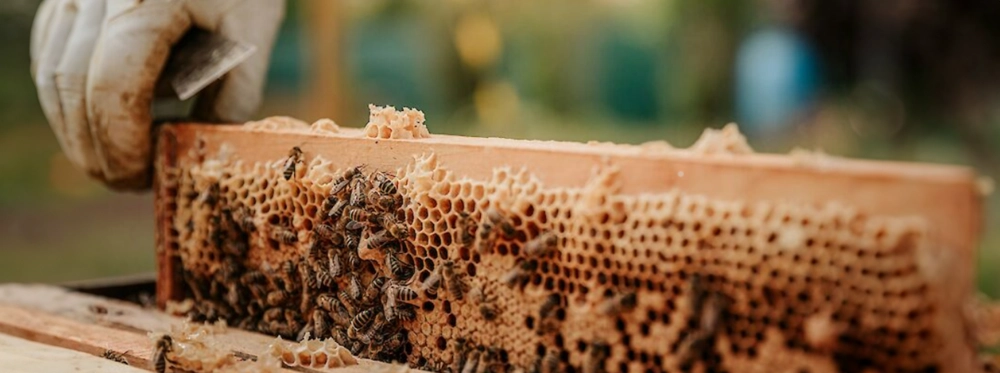 Bee hive