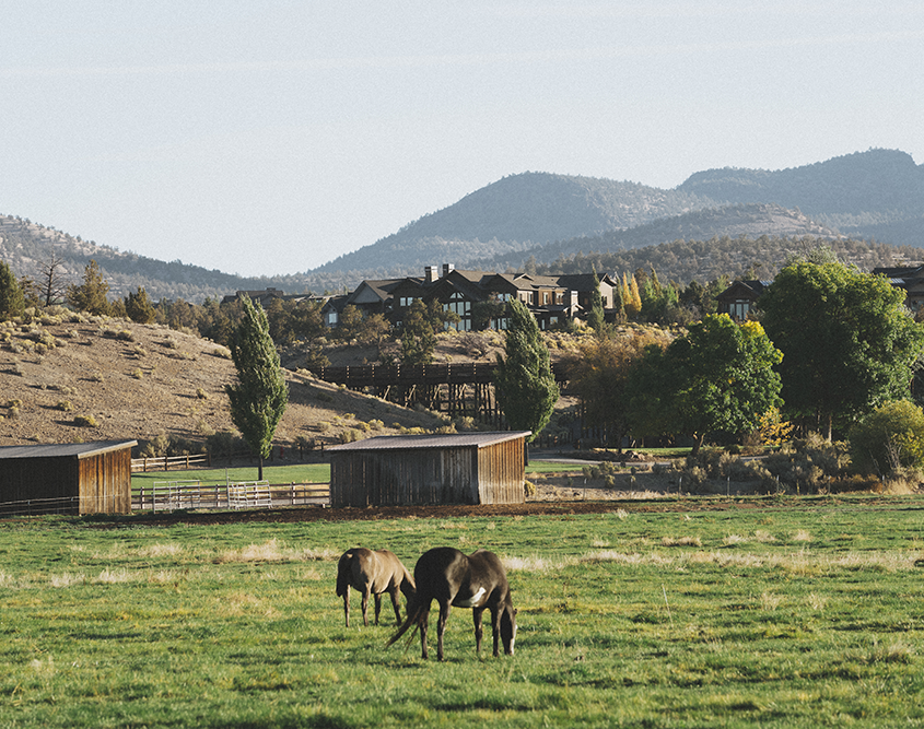 Brasada Ranch - Cattle