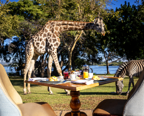 The Royal Livingstone Victoria Falls Zambia Hotel by Anantara - Breakfast with Giraffes and Zebras The Royal Livingstone Victoria Falls Zambia Hotel by Anantara - Breakfast with Giraffes and Zebras