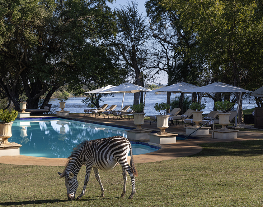 The Royal Livingstone Victoria Falls Zambia Hotel by Anantara - Pool with Grazing Zebra The Royal Livingstone Victoria Falls Zambia Hotel by Anantara - Pool with Grazing Zebra